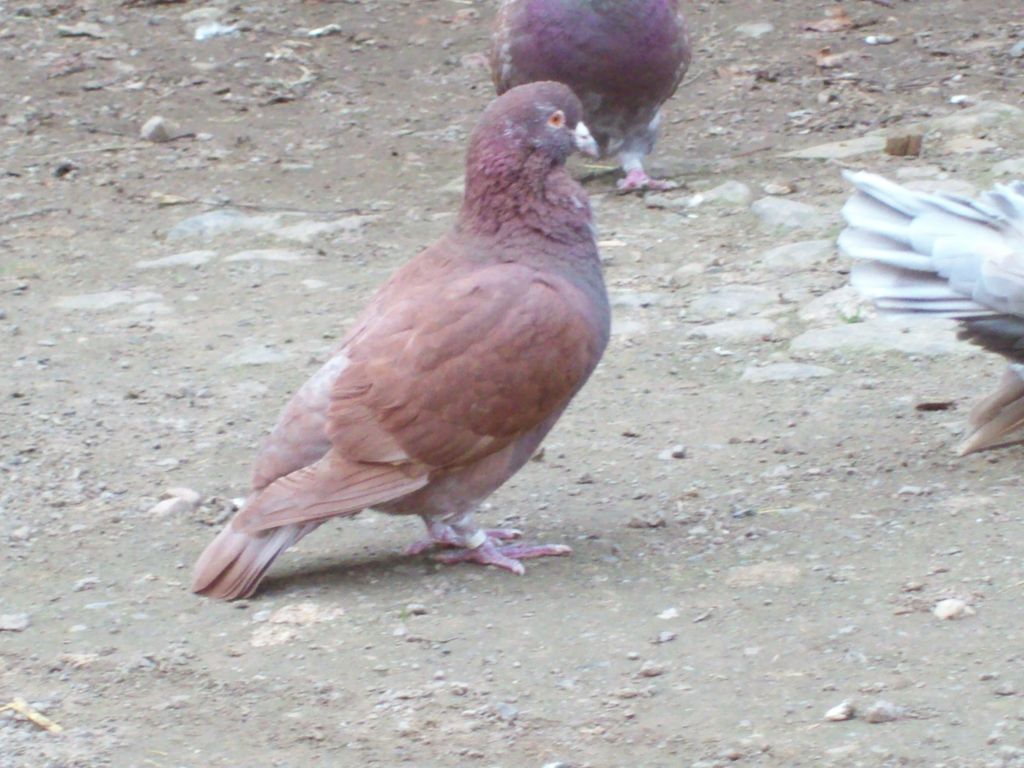 100_1132.JPG