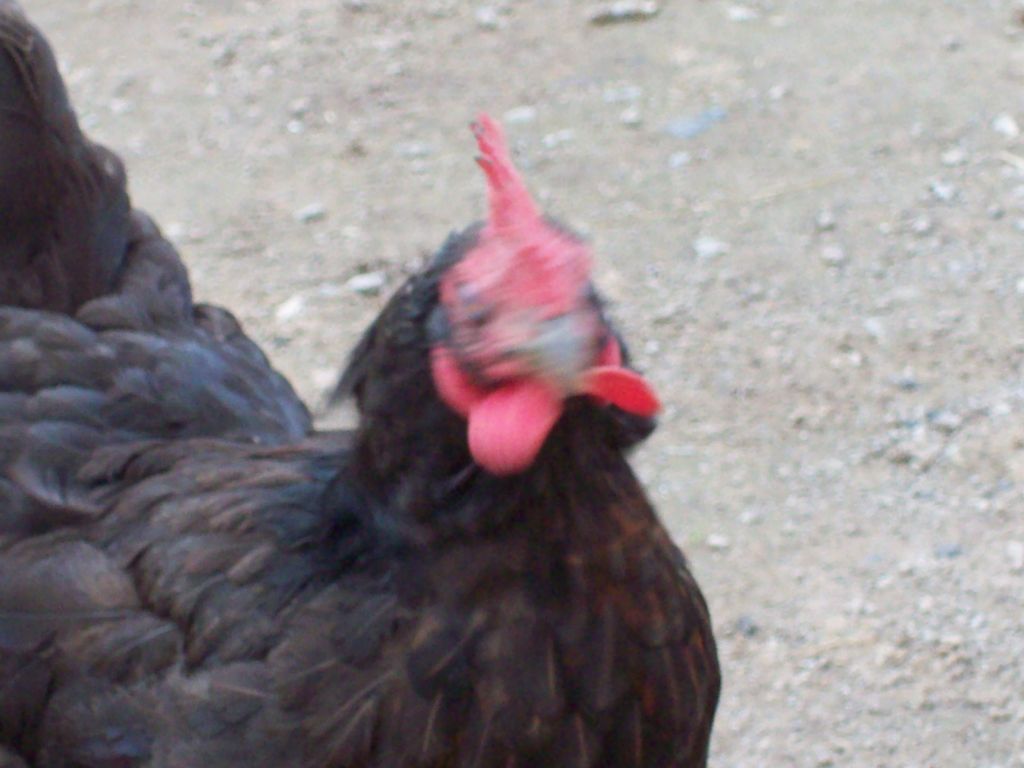 100_1133.JPG