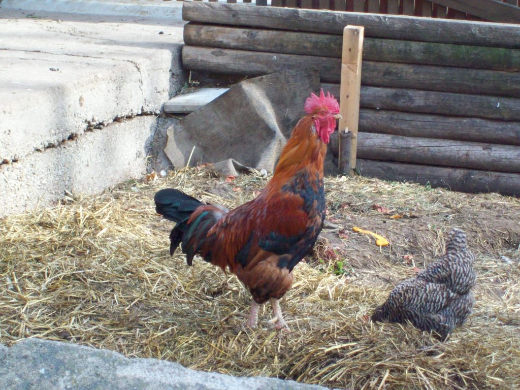 100_1137.JPG
