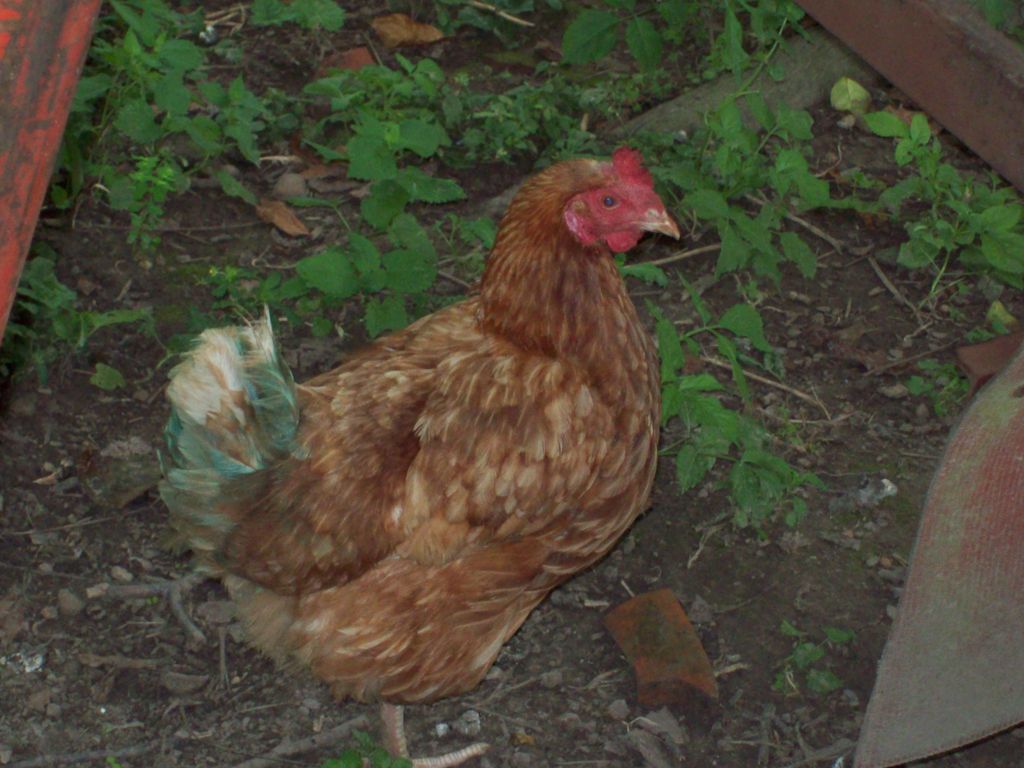 100_0421.JPG