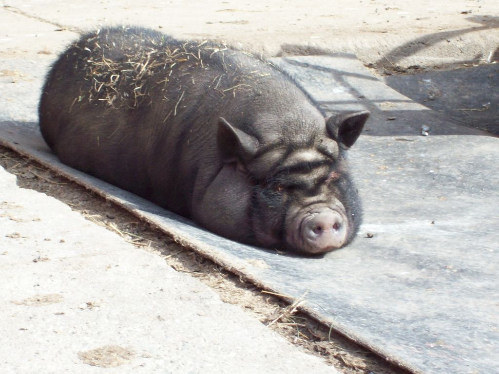 odpolední siesta