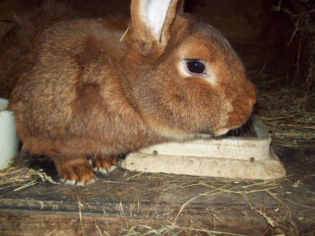 100_1026.JPG